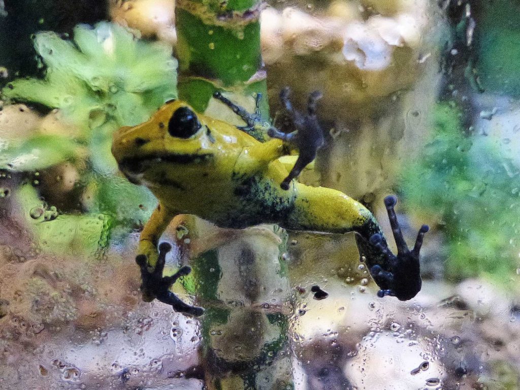 frog in habitat