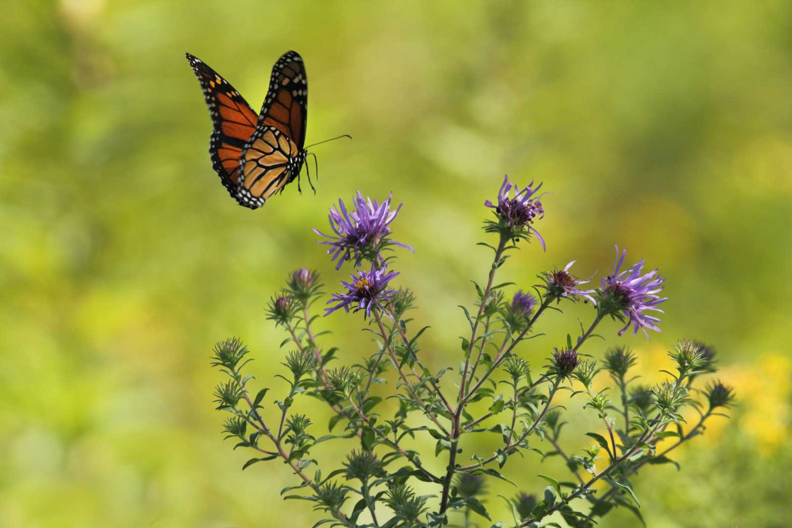 monarch butterfly and thistle