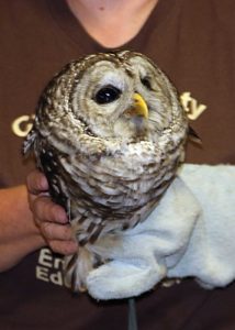 owl at super Sunday event